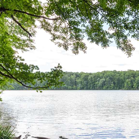 lake with lush natural surrounding at lake johnson mews apartments, prg real estate management, raleigh, north carolina