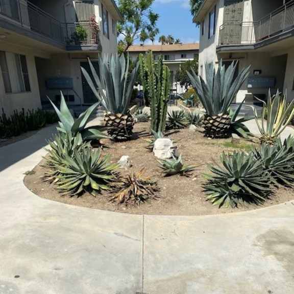 a cactus garden in front of apartment buildings.