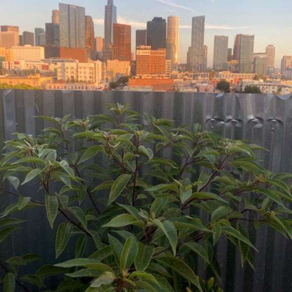 a city skyline is visible behind a fence with green plants in the foreground.
