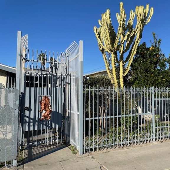 a cactus stands tall behind a metal fence.