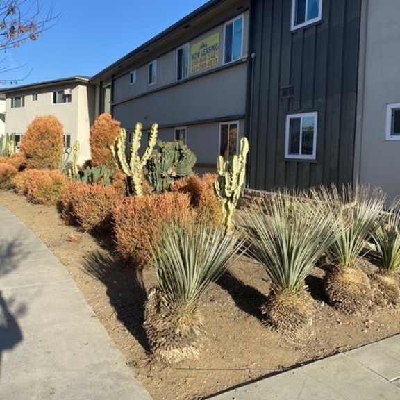 a row of cacti and succulents in front of a building.