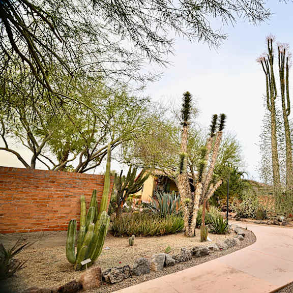 a desert landscape with tall cacti and a winding path.