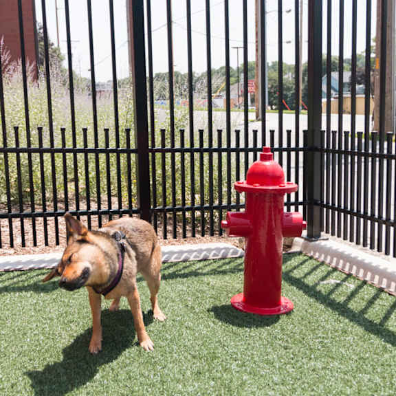 pet-friendly apartments near unmc at the conrad in blackstone district omaha ne 68105