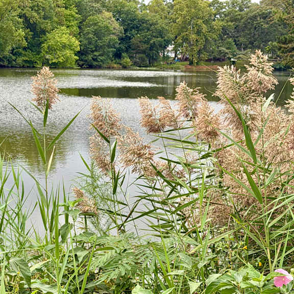 a lake surrounded by greenery and trees.