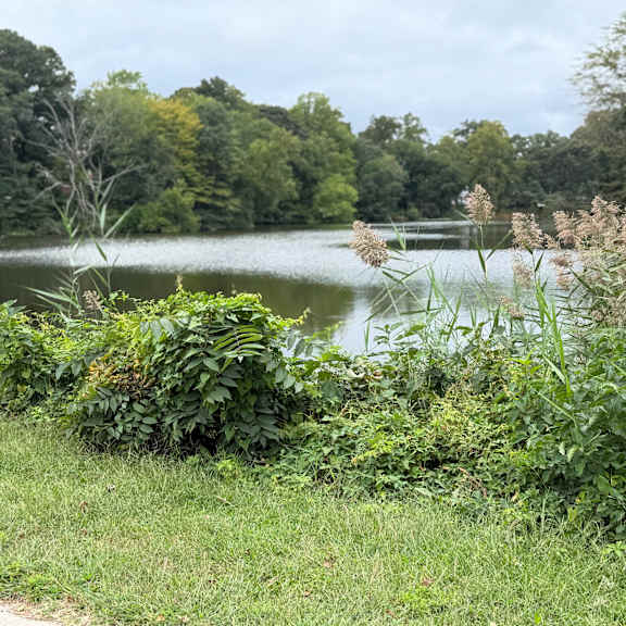 a serene lake surrounded by lush greenery and trees.