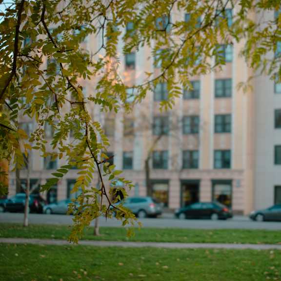 a tree branch with yellow leaves in the foreground and a building in the background.