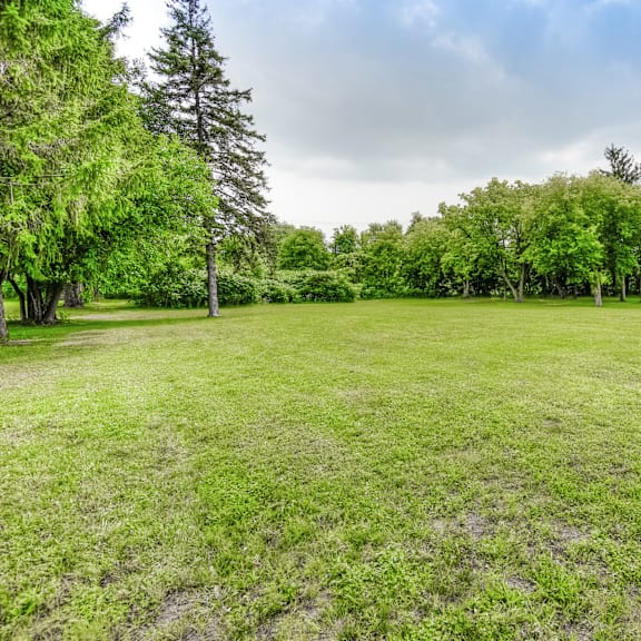 a grassy field with trees in the background.