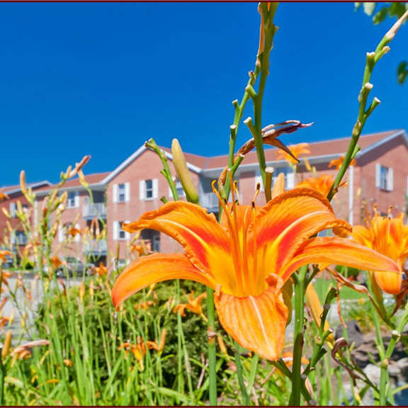 an orange flower in front of a row of houses  at four worlds apartments, ohio