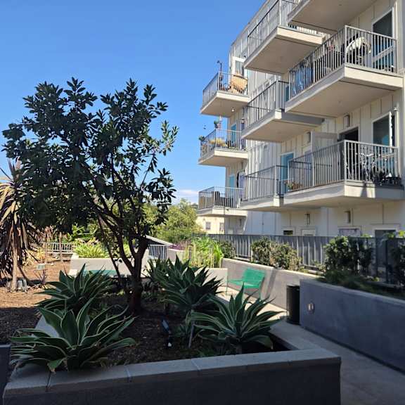 a tree in a planter is in front of a white building with balconies.