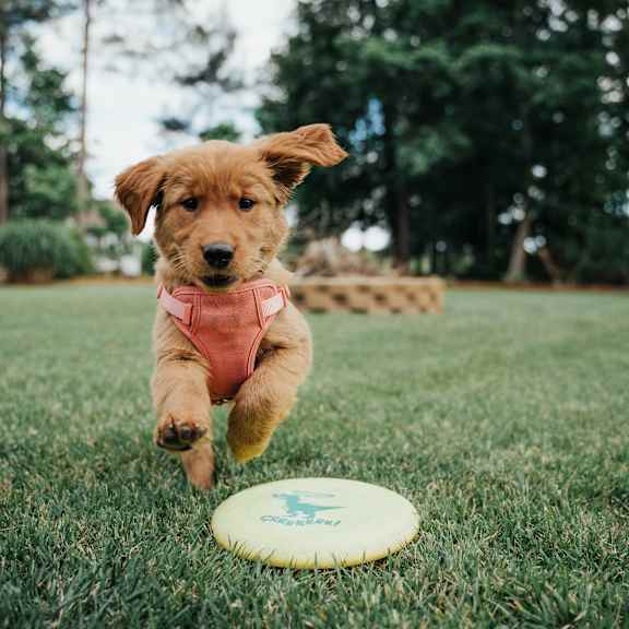 A small brown dog in a pink vest is running towards a yellow frisbee on a grassy field.