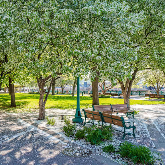 a park with benches and trees.