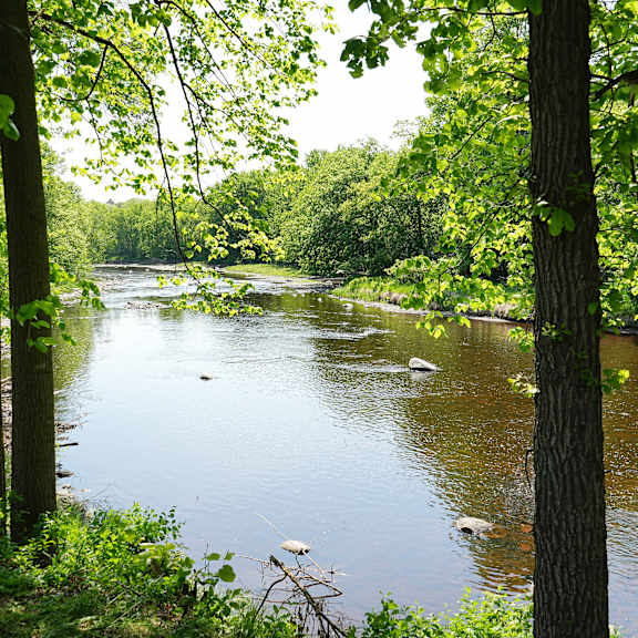 a river flows through a wooded area with trees on both sides.