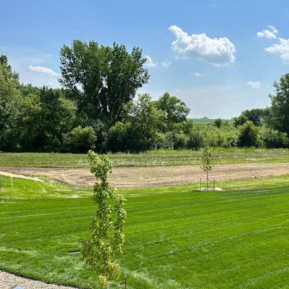 a view of a field with two trees in the grass