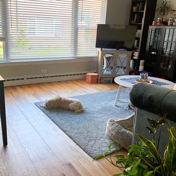 a dog is lying on a rug in a living room.