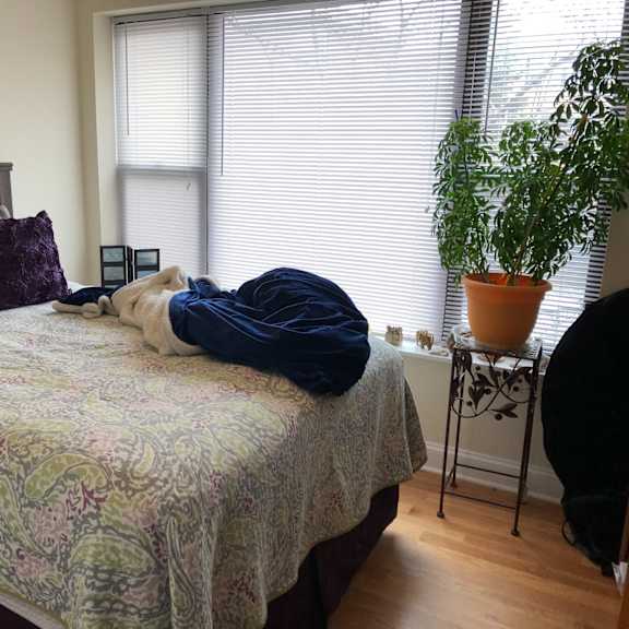 a dog laying on a bed in a bedroom