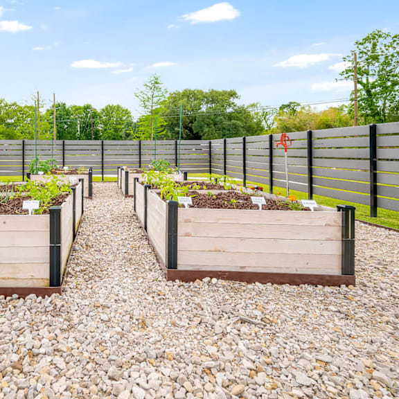 two raised garden beds with plants in them are surrounded by a black fence.