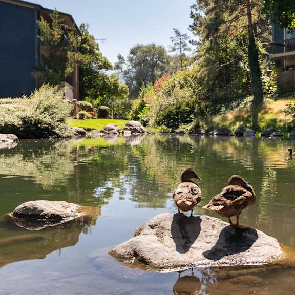two ducks standing on a rock in a pond