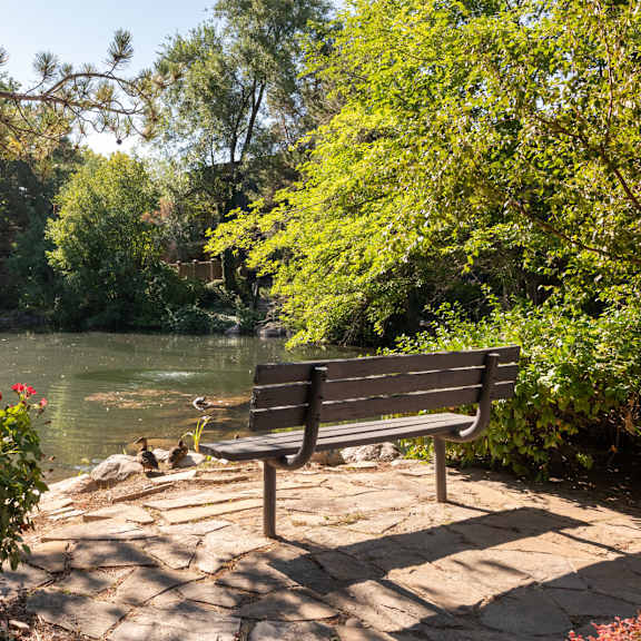 a park bench overlooking a river with ducks