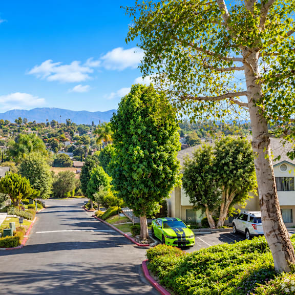 a tree-lined street with cars parked on the side.