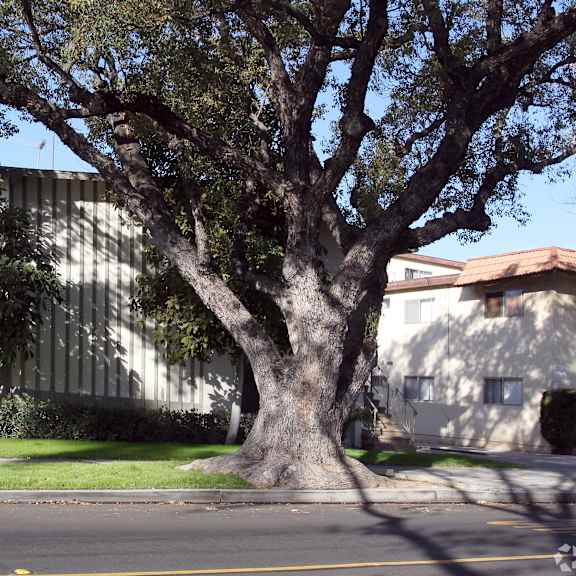 a tree in front of a building with a white facade.