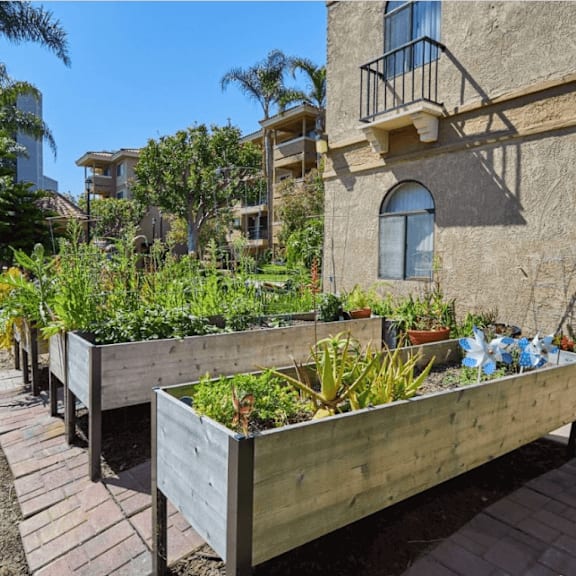 a community garden in front of a building at huntington terrace north senior, california, 92648