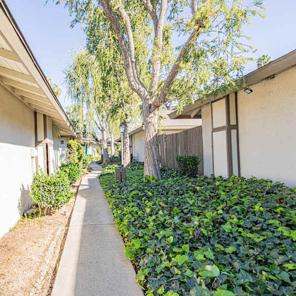a tree in a courtyard between two buildings.