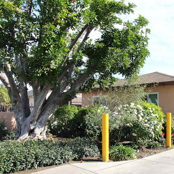a tree in front of a house with a sidewalk.