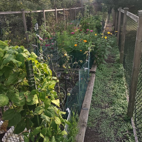 community garden