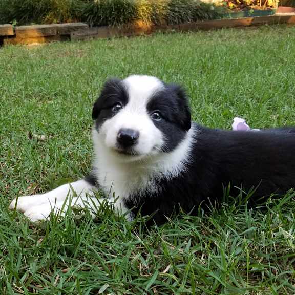 a black and white puppy is lying on the grass.