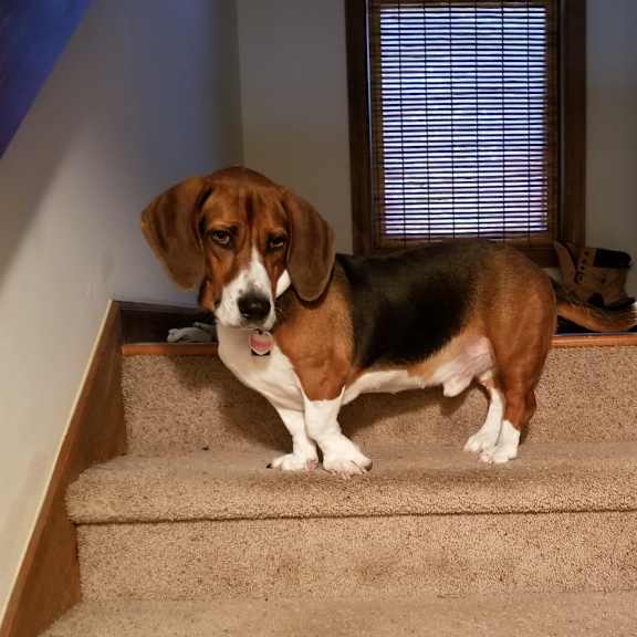a dog is standing on a staircase.