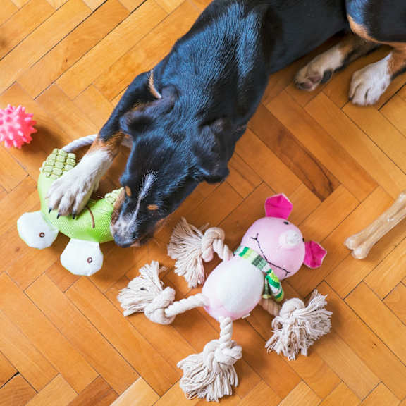 Thumbnail 2 of 4 A dog is playing with a toy on a wooden floor.