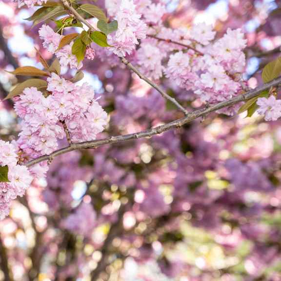 a branch of a tree with pink blossoms.