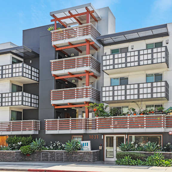 sawtelle pearl by wiseman