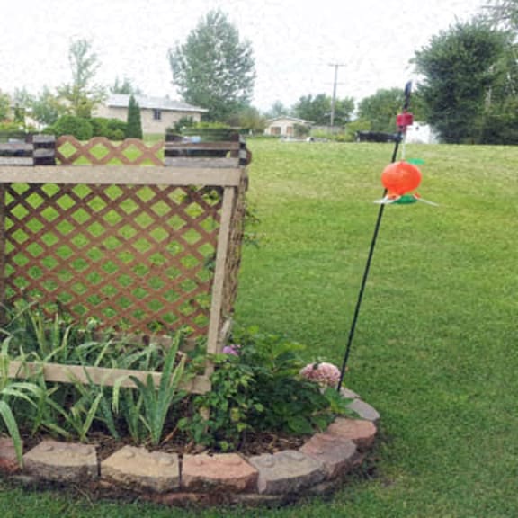 glenview back yard