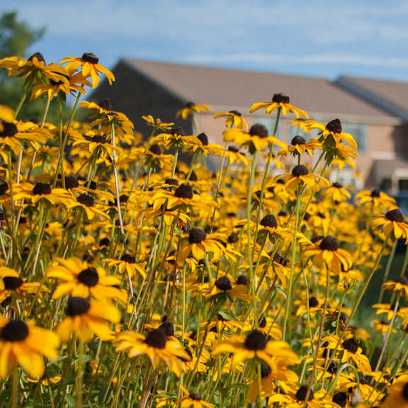 a patch of beautiful yellow daisies in front of severgn apartments on the well-maintained grounds in exton, pa.