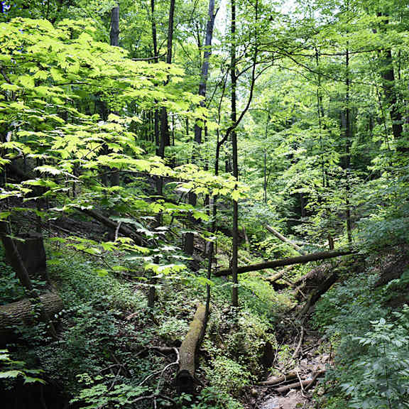 akron ohio apartment rentals northampton apartments by redwood national park access