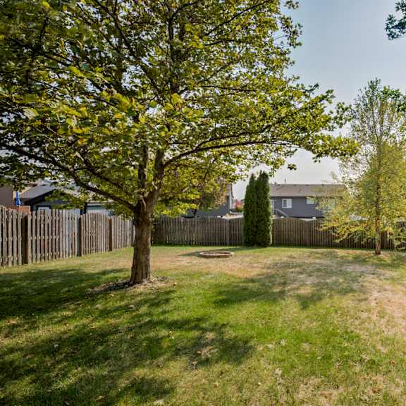 a backyard with a tree and a fence.