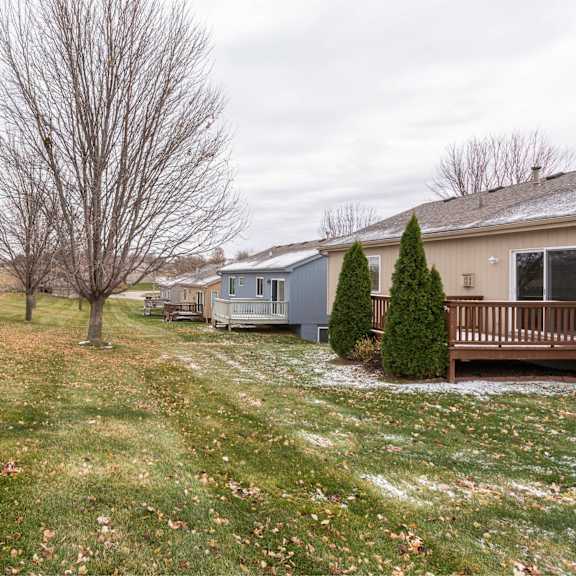 a leafless tree stands in a grassy field with houses in the background.