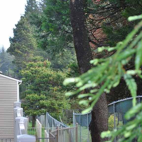 rear of property fence line
