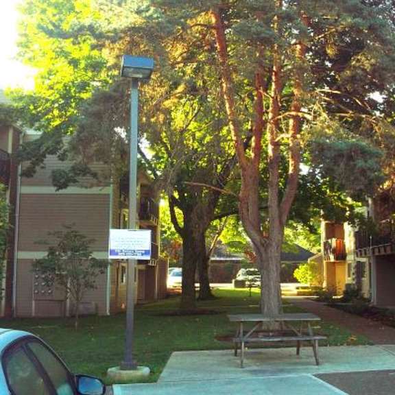 mature trees