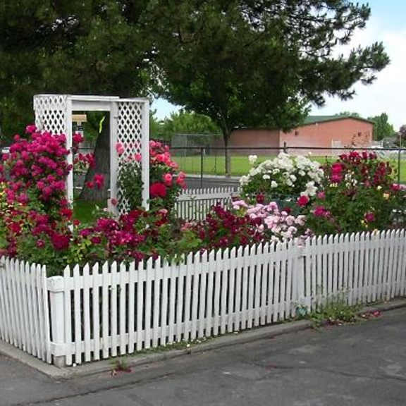 rose bushes
