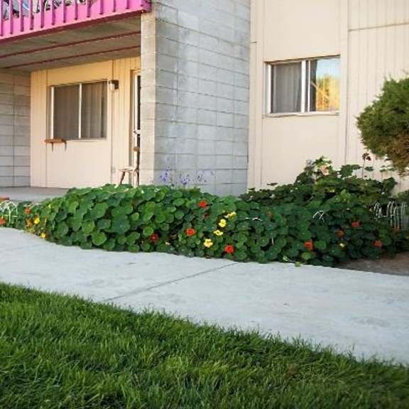 landscaping near patio