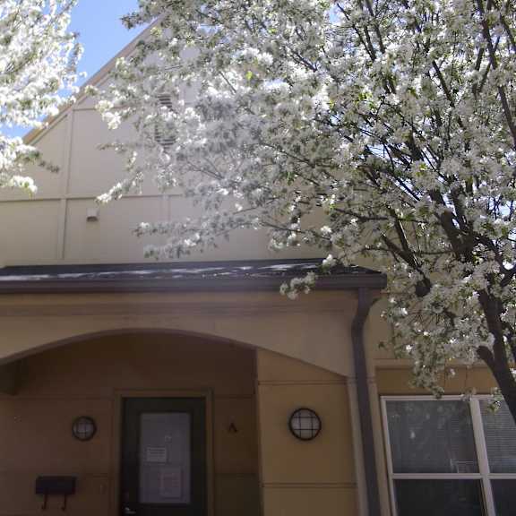 spring at fireweed court