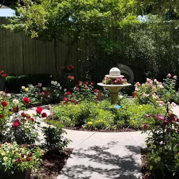rose garden