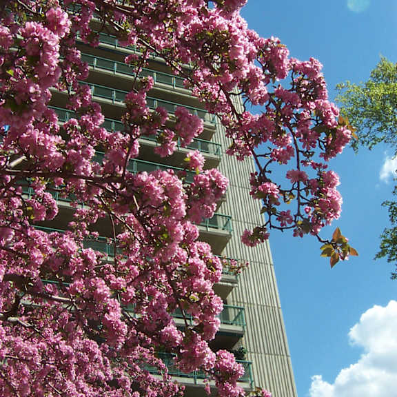 springtime blossoms