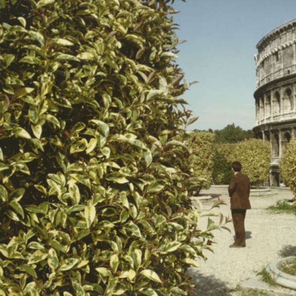 a man standing in a garden in front of the roman colosseum