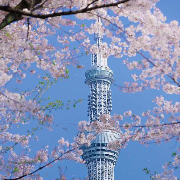 cherry blossoms frame a towering structure.