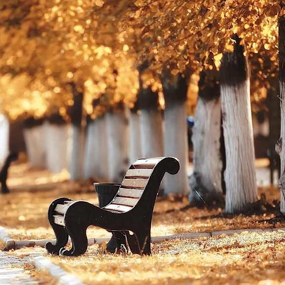 A bench is on the ground with a tree behind it.