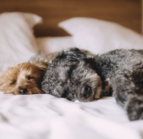 a small dog sleeping on a bed