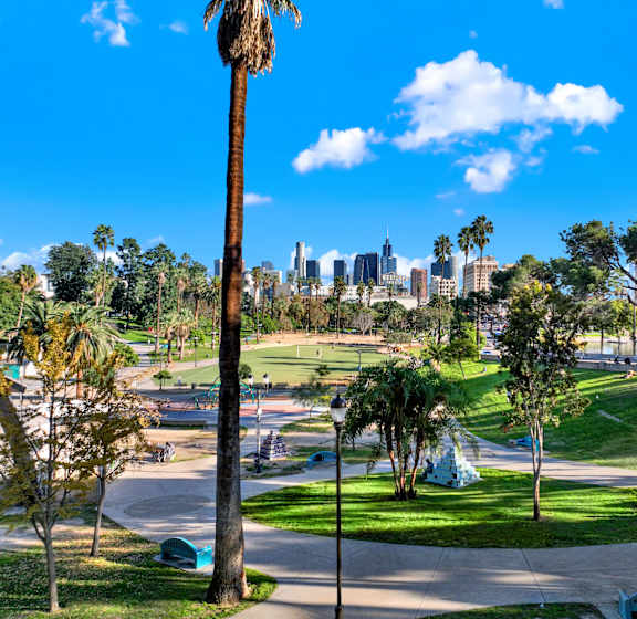 A park with a tall palm tree and a city skyline in the background.
